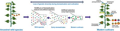 Understanding Omics Driven Plant Improvement and de novo Crop Domestication: Some Examples